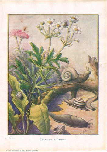 Stampa antica chiocciole - stampa,