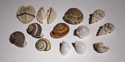 Conchiglie set 13 - conchiglie,