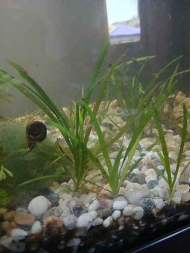 Chiocciole planorbarius - chiocciole,