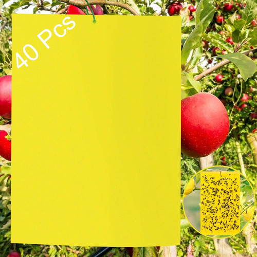 Lavagne gialle per insetti - 40,