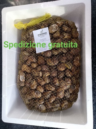 Lumache helix aspersa - lumache,