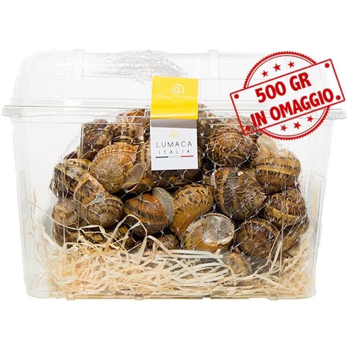 Lumache helix aspersa - 5,